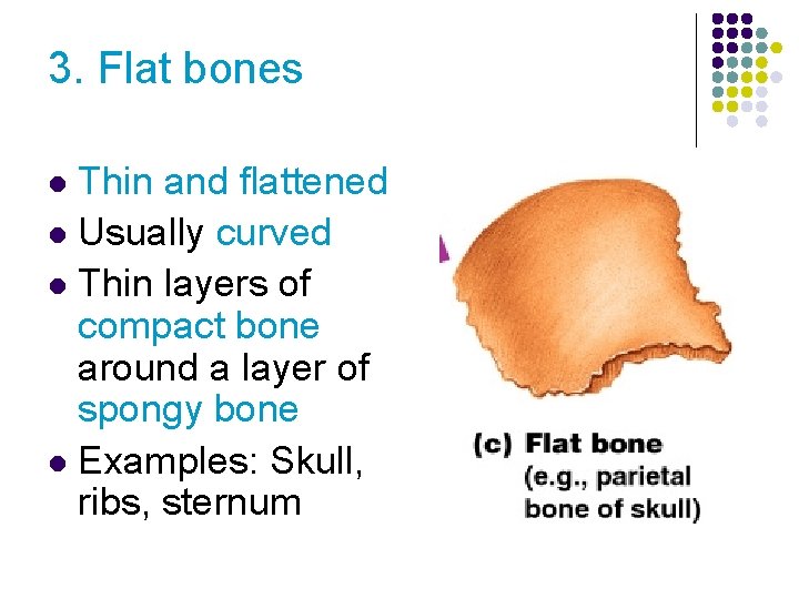 3. Flat bones Thin and flattened l Usually curved l Thin layers of compact