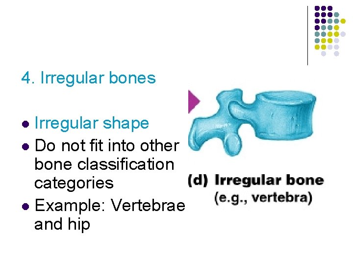 4. Irregular bones Irregular shape l Do not fit into other bone classification categories