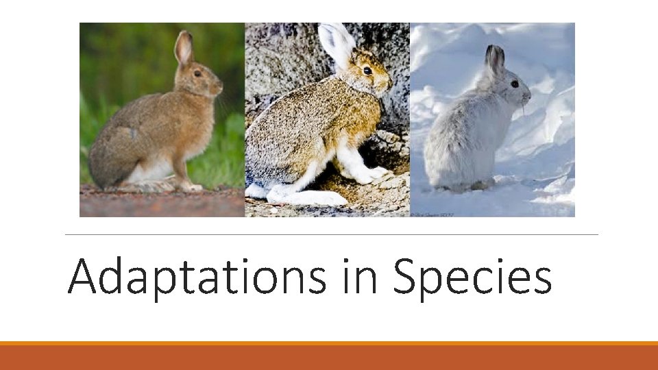 Adaptations in Species 