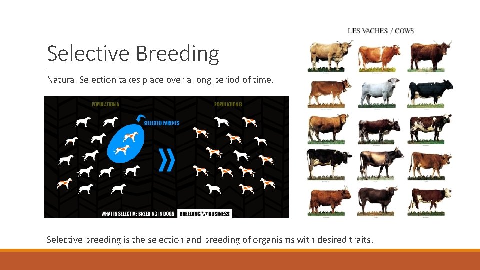 Selective Breeding Natural Selection takes place over a long period of time. Selective breeding