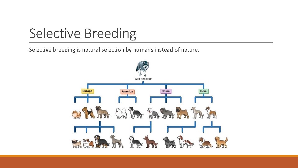 Selective Breeding Selective breeding is natural selection by humans instead of nature. 