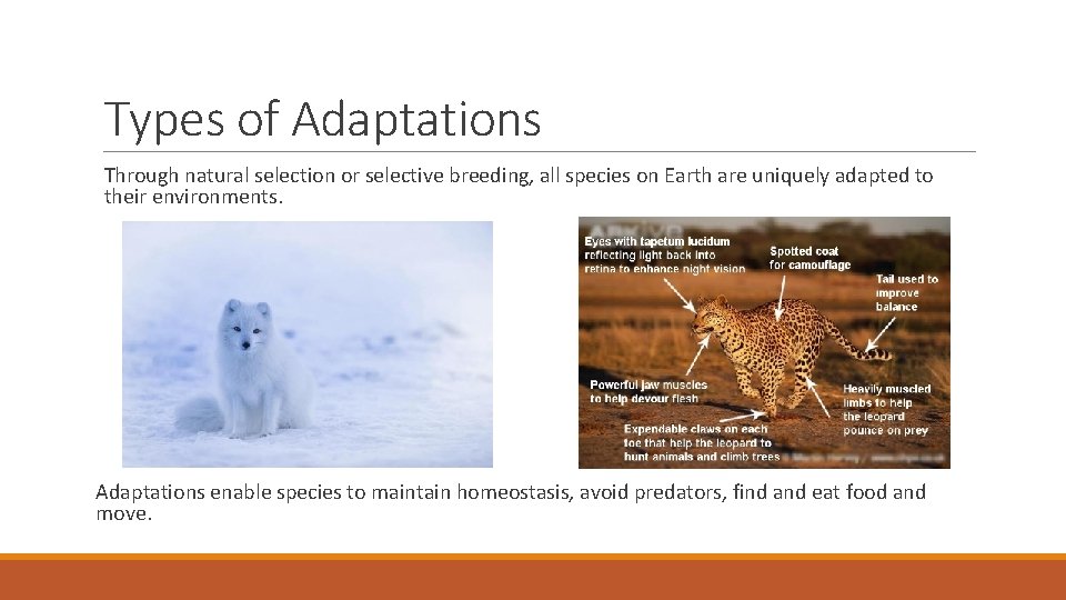 Types of Adaptations Through natural selection or selective breeding, all species on Earth are