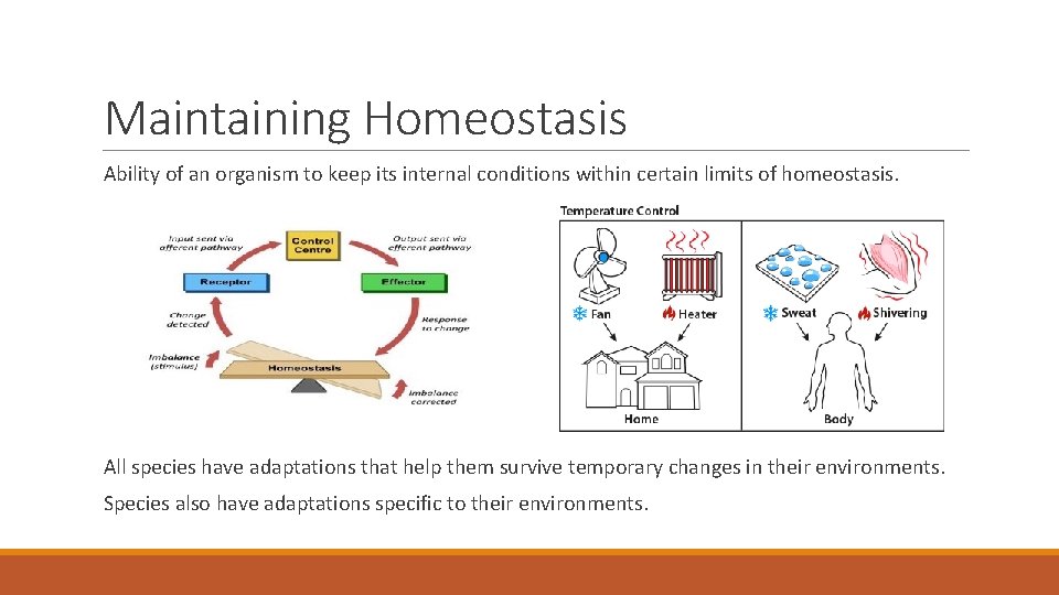 Maintaining Homeostasis Ability of an organism to keep its internal conditions within certain limits