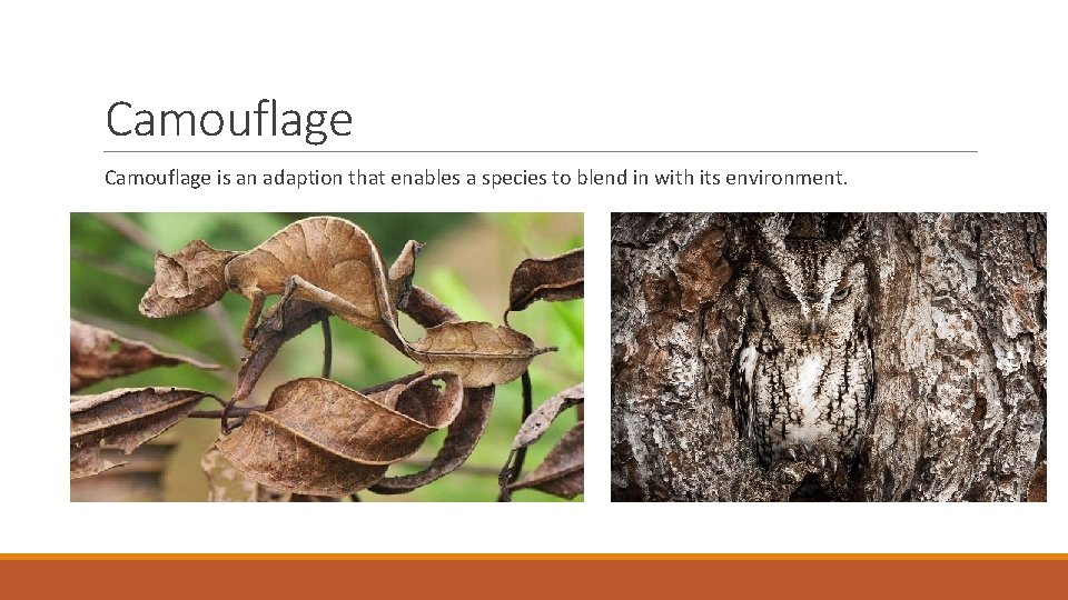 Camouflage is an adaption that enables a species to blend in with its environment.