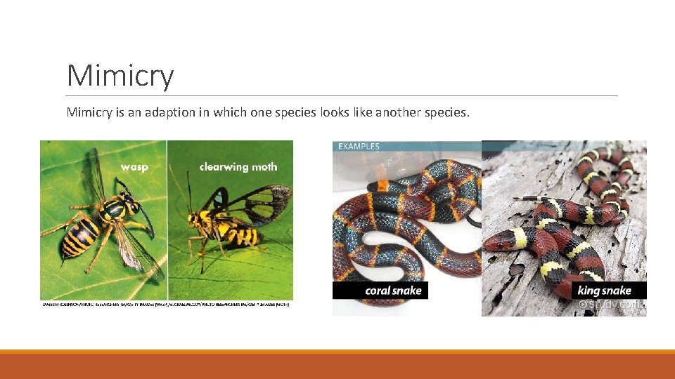 Mimicry is an adaption in which one species looks like another species. 