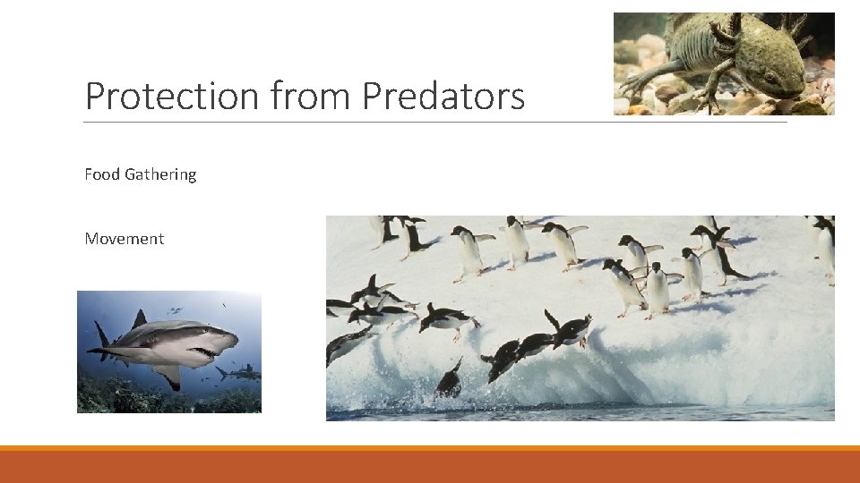 Protection from Predators Food Gathering Movement 