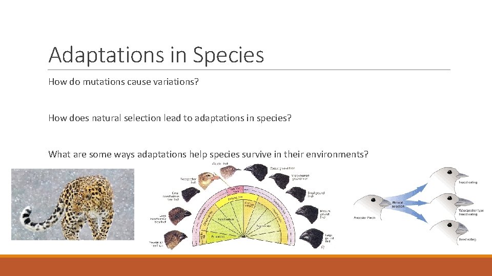 Adaptations in Species How do mutations cause variations? How does natural selection lead to