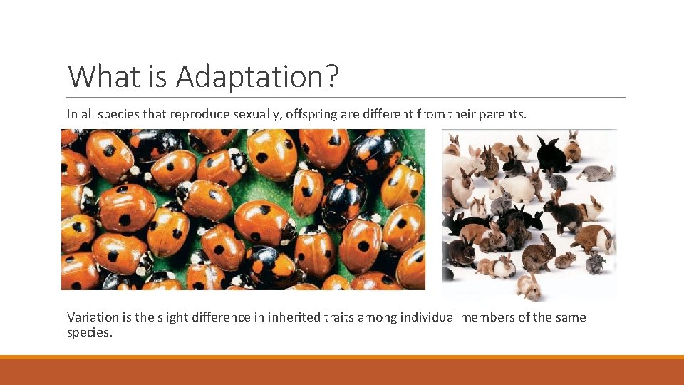 What is Adaptation? In all species that reproduce sexually, offspring are different from their