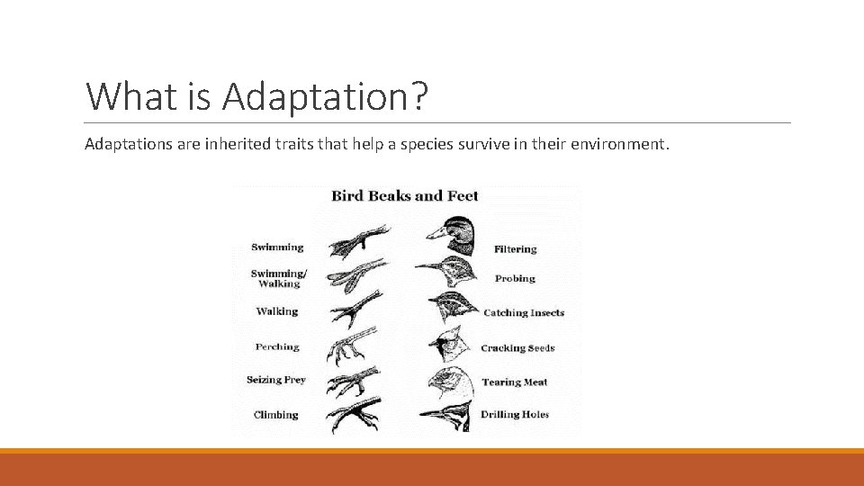 What is Adaptation? Adaptations are inherited traits that help a species survive in their