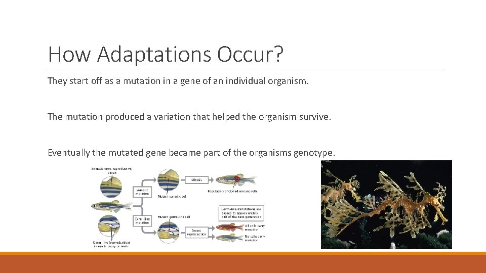 How Adaptations Occur? They start off as a mutation in a gene of an