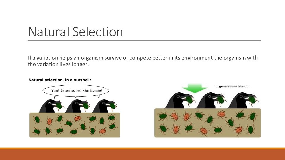 Natural Selection If a variation helps an organism survive or compete better in its