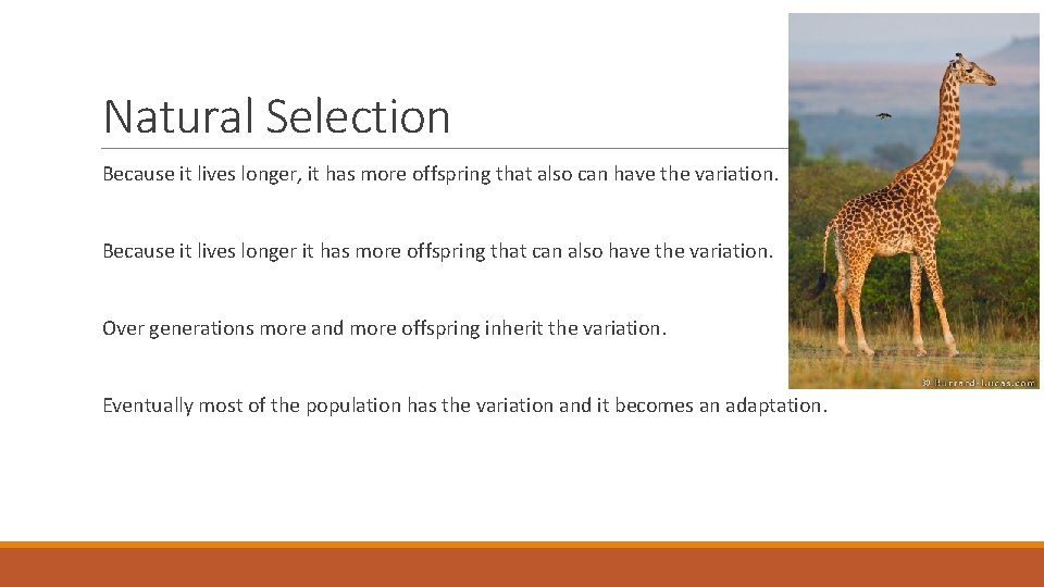 Natural Selection Because it lives longer, it has more offspring that also can have