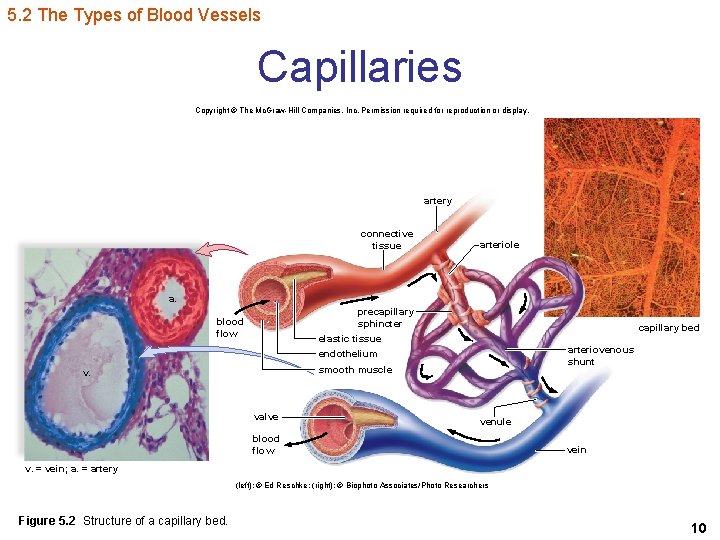 5. 2 The Types of Blood Vessels Capillaries Copyright © The Mc. Graw-Hill Companies,
