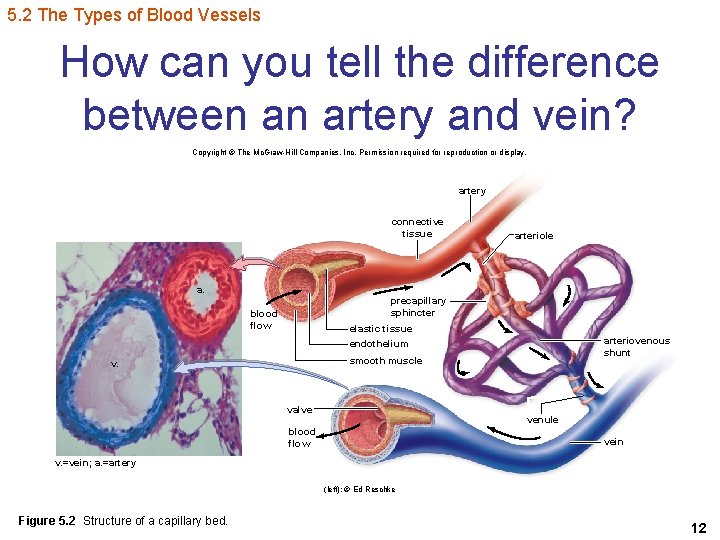 5. 2 The Types of Blood Vessels How can you tell the difference between