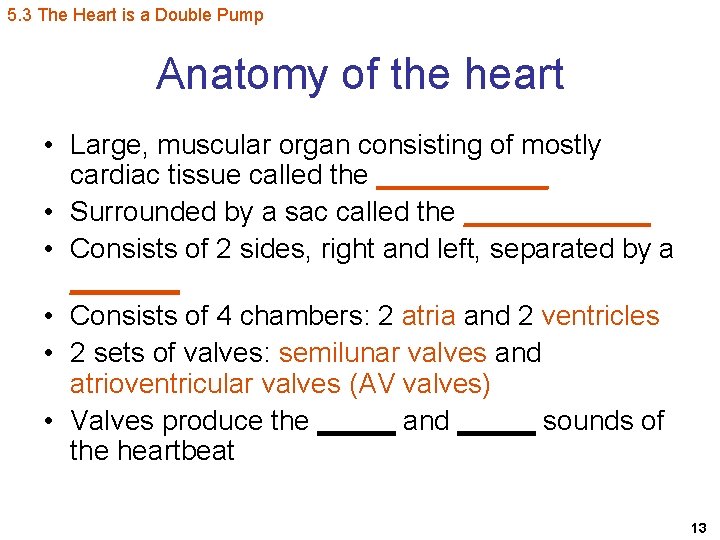 5. 3 The Heart is a Double Pump Anatomy of the heart • Large,