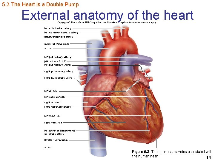 5. 3 The Heart is a Double Pump External anatomy of the heart Copyright