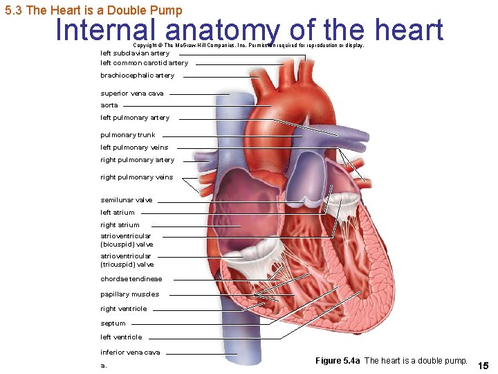 5. 3 The Heart is a Double Pump Internal anatomy of the heart Copyright