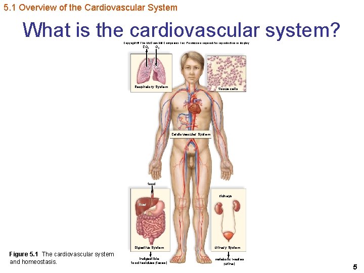 5. 1 Overview of the Cardiovascular System What is the cardiovascular system? Copyright ©