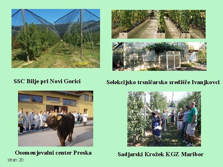 SSC Bilje pri Novi Gorici Osemenjevalni center Preska stran 20 Selekcijsko trsničarsko središče Ivanjkovci