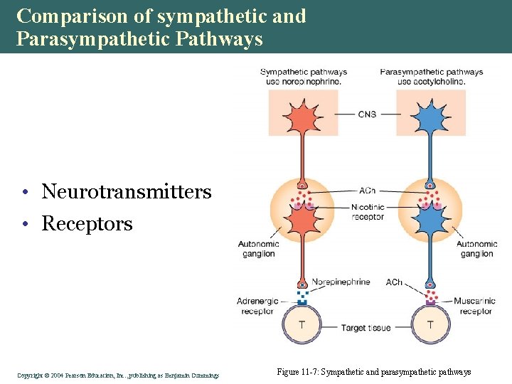Comparison of sympathetic and Parasympathetic Pathways • Neurotransmitters • Receptors Copyright © 2004 Pearson Comparison of sympathetic and Parasympathetic Pathways • Neurotransmitters • Receptors Copyright © 2004 Pearson