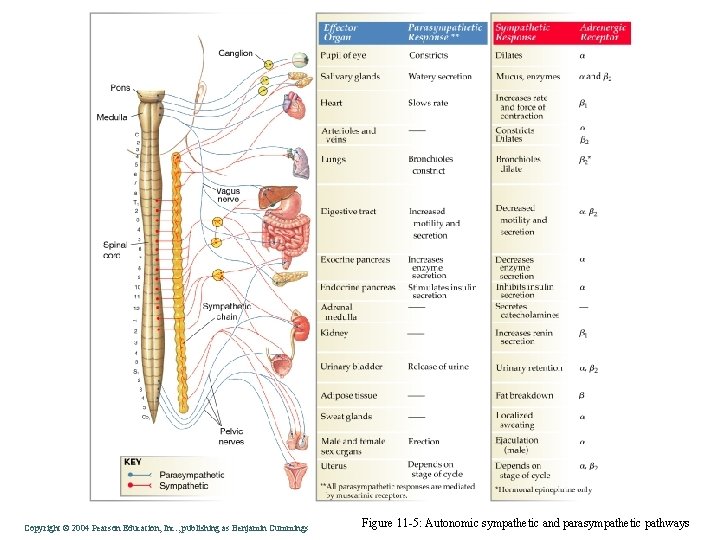 Copyright © 2004 Pearson Education, Inc. , publishing as Benjamin Cummings Figure 11 -5: Copyright © 2004 Pearson Education, Inc. , publishing as Benjamin Cummings Figure 11 -5: