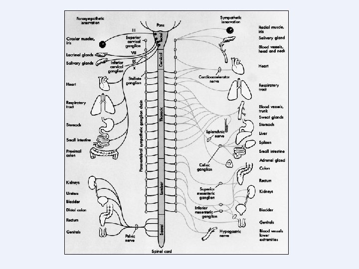 Copyright © 2004 Pearson Education, Inc. , publishing as Benjamin Cummings Copyright © 2004 Pearson Education, Inc. , publishing as Benjamin Cummings