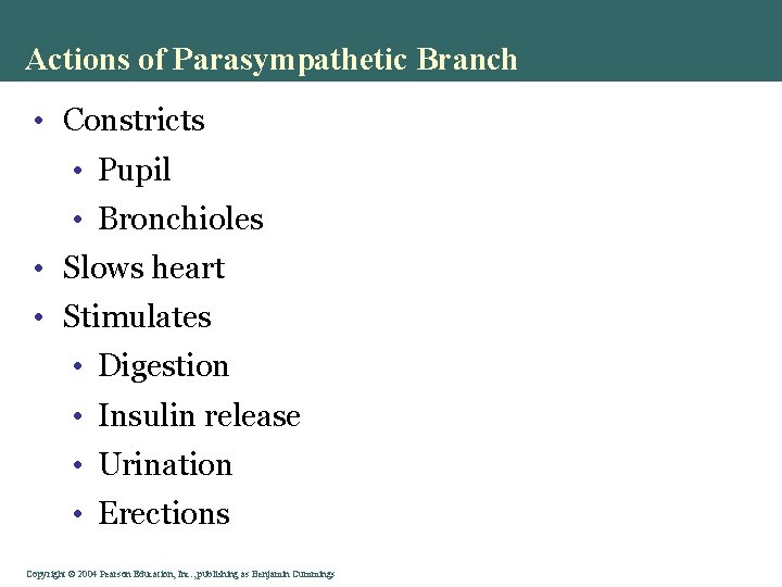 Actions of Parasympathetic Branch • Constricts • Pupil • Bronchioles • Slows heart • Actions of Parasympathetic Branch • Constricts • Pupil • Bronchioles • Slows heart •