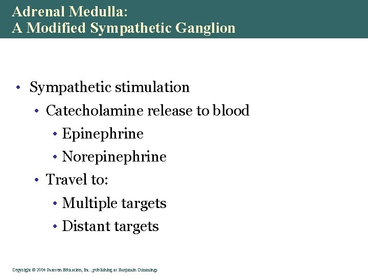 Adrenal Medulla: A Modified Sympathetic Ganglion • Sympathetic stimulation • Catecholamine release to blood Adrenal Medulla: A Modified Sympathetic Ganglion • Sympathetic stimulation • Catecholamine release to blood