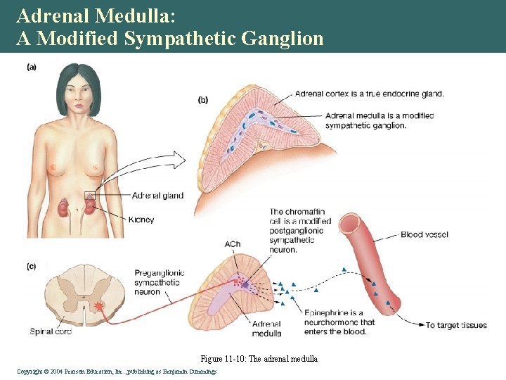 Adrenal Medulla: A Modified Sympathetic Ganglion Figure 11 -10: The adrenal medulla Copyright © Adrenal Medulla: A Modified Sympathetic Ganglion Figure 11 -10: The adrenal medulla Copyright ©