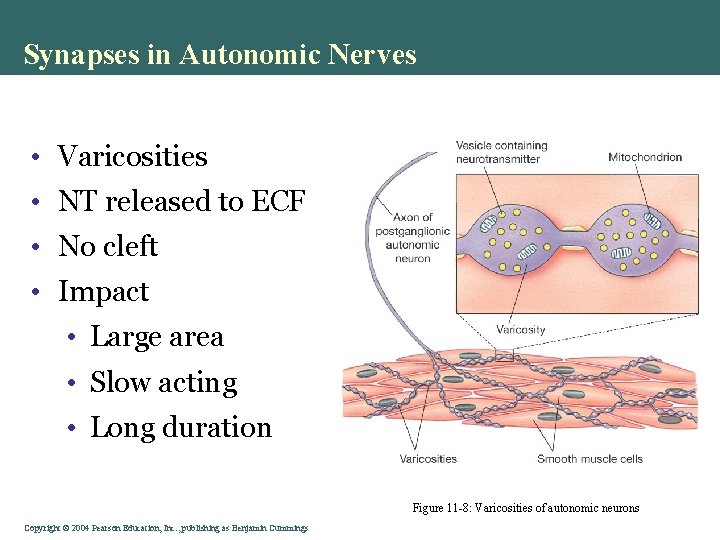 Synapses in Autonomic Nerves • Varicosities • NT released to ECF • No cleft Synapses in Autonomic Nerves • Varicosities • NT released to ECF • No cleft