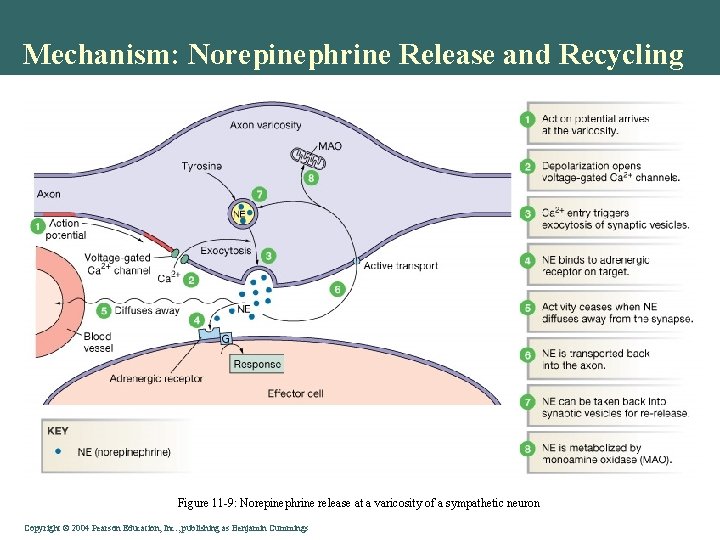 Mechanism: Norepinephrine Release and Recycling Figure 11 -9: Norepinephrine release at a varicosity of Mechanism: Norepinephrine Release and Recycling Figure 11 -9: Norepinephrine release at a varicosity of