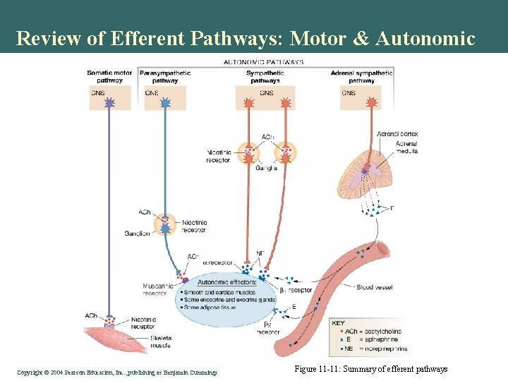 Review of Efferent Pathways: Motor & Autonomic Copyright © 2004 Pearson Education, Inc. , Review of Efferent Pathways: Motor & Autonomic Copyright © 2004 Pearson Education, Inc. ,