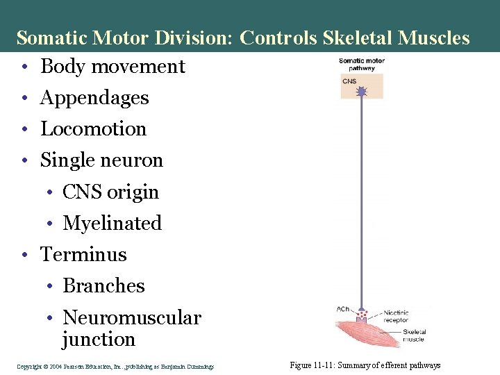 Somatic Motor Division: Controls Skeletal Muscles • Body movement • Appendages • Locomotion • Somatic Motor Division: Controls Skeletal Muscles • Body movement • Appendages • Locomotion •