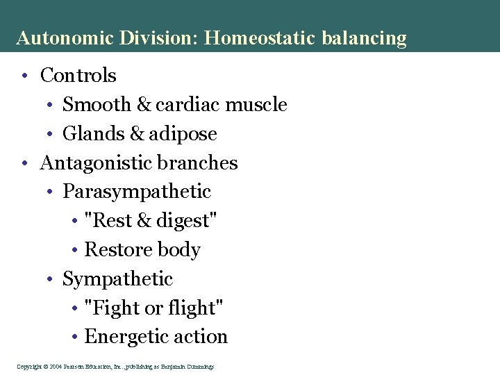 Autonomic Division: Homeostatic balancing • Controls • Smooth & cardiac muscle • Glands & Autonomic Division: Homeostatic balancing • Controls • Smooth & cardiac muscle • Glands &