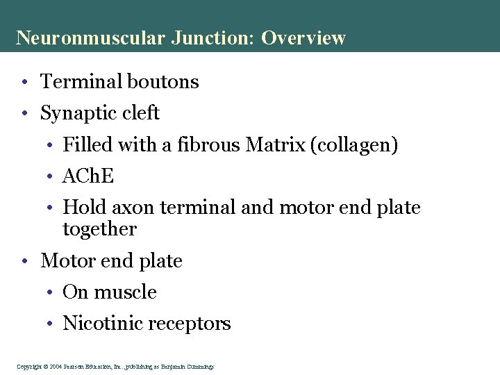 Neuronmuscular Junction: Overview • Terminal boutons • Synaptic cleft • Filled with a fibrous Neuronmuscular Junction: Overview • Terminal boutons • Synaptic cleft • Filled with a fibrous