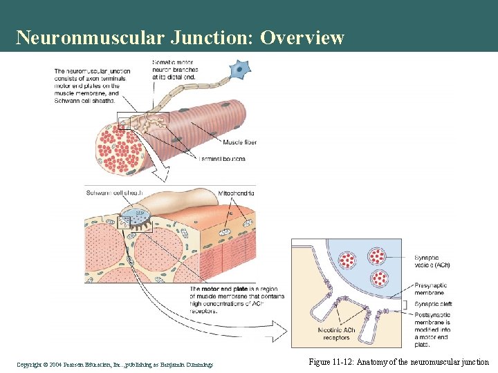 Neuronmuscular Junction: Overview Copyright © 2004 Pearson Education, Inc. , publishing as Benjamin Cummings Neuronmuscular Junction: Overview Copyright © 2004 Pearson Education, Inc. , publishing as Benjamin Cummings