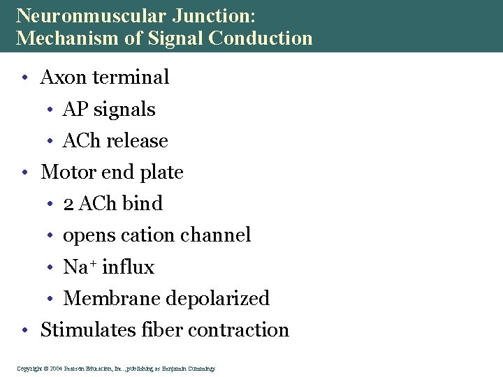 Neuronmuscular Junction: Mechanism of Signal Conduction • Axon terminal • AP signals • ACh Neuronmuscular Junction: Mechanism of Signal Conduction • Axon terminal • AP signals • ACh
