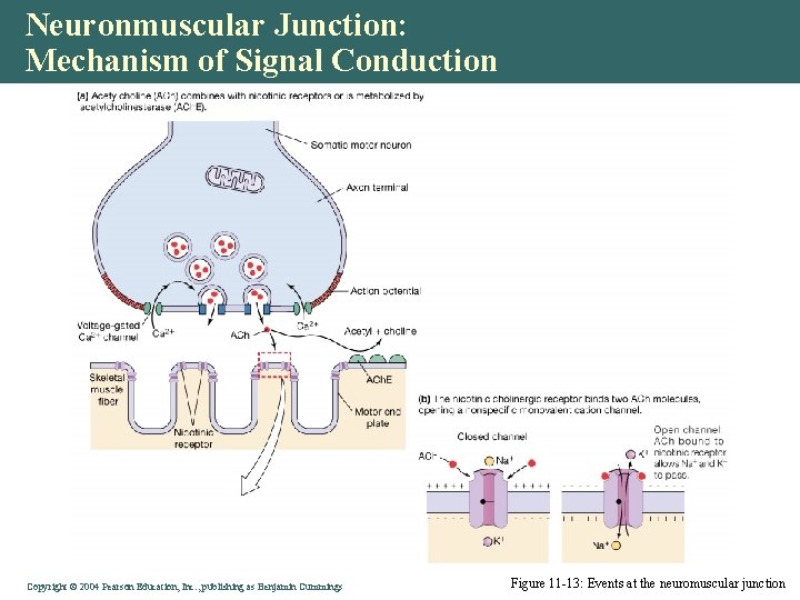 Neuronmuscular Junction: Mechanism of Signal Conduction Copyright © 2004 Pearson Education, Inc. , publishing Neuronmuscular Junction: Mechanism of Signal Conduction Copyright © 2004 Pearson Education, Inc. , publishing