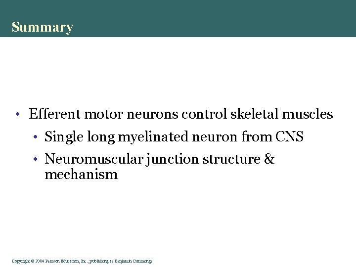 Summary • Efferent motor neurons control skeletal muscles • Single long myelinated neuron from Summary • Efferent motor neurons control skeletal muscles • Single long myelinated neuron from