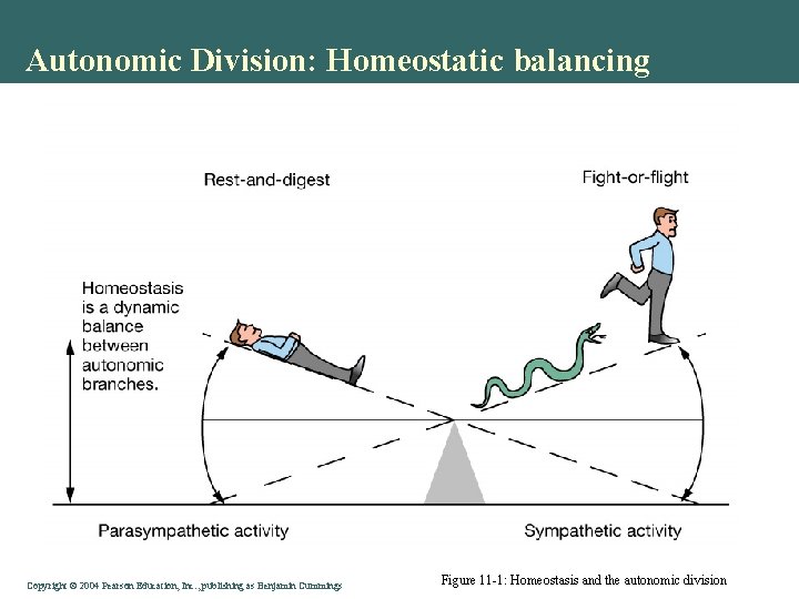Autonomic Division: Homeostatic balancing Copyright © 2004 Pearson Education, Inc. , publishing as Benjamin Autonomic Division: Homeostatic balancing Copyright © 2004 Pearson Education, Inc. , publishing as Benjamin