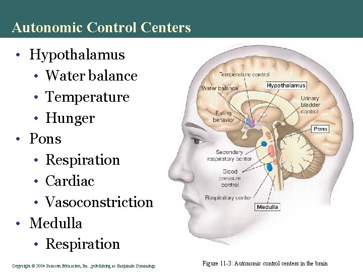 Autonomic Control Centers • Hypothalamus • Water balance • Temperature • Hunger • Pons Autonomic Control Centers • Hypothalamus • Water balance • Temperature • Hunger • Pons