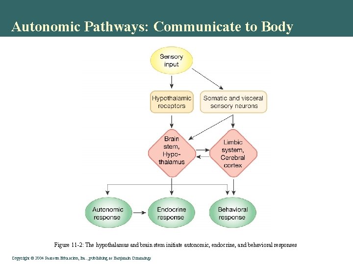 Autonomic Pathways: Communicate to Body Figure 11 -2: The hypothalamus and brain stem initiate Autonomic Pathways: Communicate to Body Figure 11 -2: The hypothalamus and brain stem initiate