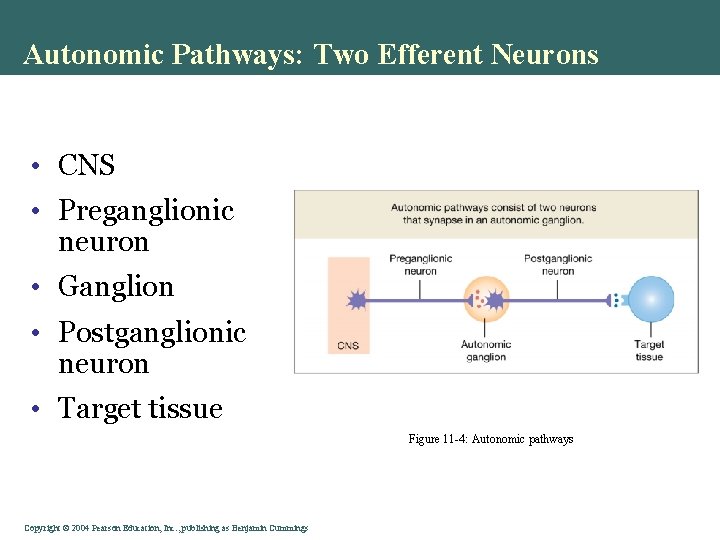 Autonomic Pathways: Two Efferent Neurons • CNS • Preganglionic neuron • Ganglion • Postganglionic Autonomic Pathways: Two Efferent Neurons • CNS • Preganglionic neuron • Ganglion • Postganglionic