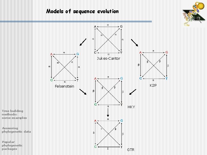 Models of sequence evolution Jukes-Cantor K 2 P Felsenstein HKY Tree building methods: some