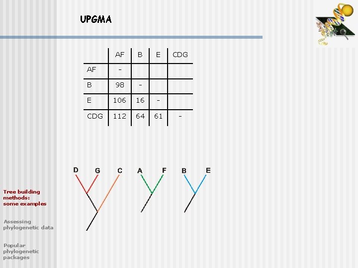 UPGMA AF Tree building methods: some examples Assessing phylogenetic data Popular phylogenetic packages B