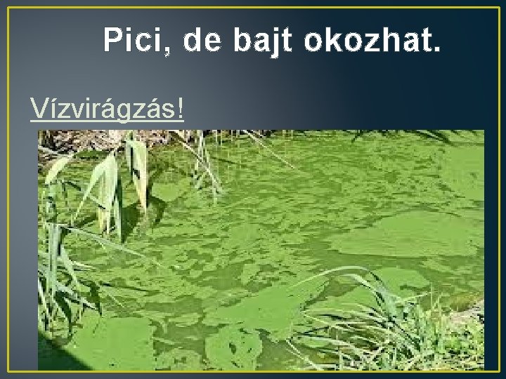 Pici, de bajt okozhat. Vízvirágzás! 