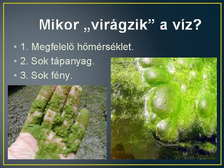 Mikor „virágzik” a víz? • 1. Megfelelő hőmérséklet. • 2. Sok tápanyag. • 3.