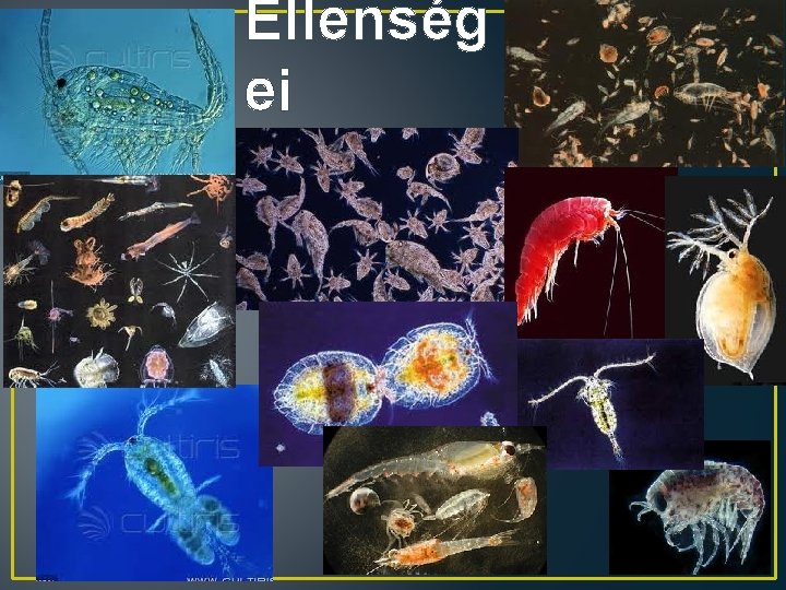 Ellenség ei 