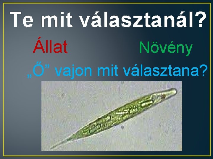 Te mit választanál? Állat Növény „Ő” vajon mit választana? 