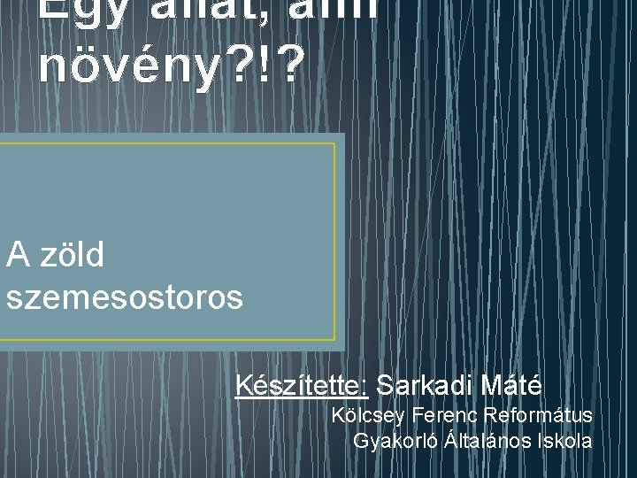Egy állat, ami növény? !? A zöld szemesostoros Készítette: Sarkadi Máté Kölcsey Ferenc Református